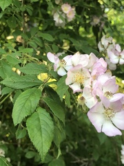 Rosa multiflora