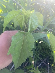 Hibiscus laevis