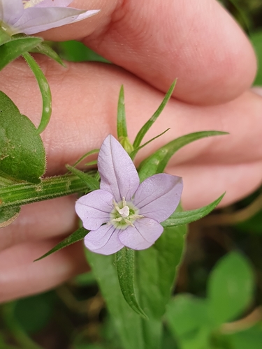 Image of Legousia falcata by (c) Mehdi Chetibi, some rights reserved (CC BY)