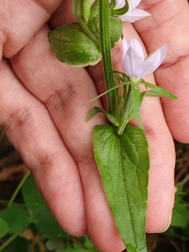Image of Legousia falcata by (c) Mehdi Chetibi, some rights reserved (CC BY)