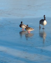 Anas platyrhynchos