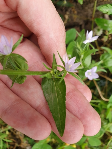 Image of Legousia falcata by (c) Mehdi Chetibi, some rights reserved (CC BY)