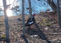Cairina moschata domestica