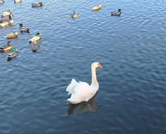 Cygnus olor