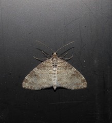 Lobophora