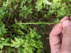 Oryzopsis asperifolia