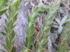 Cullumia reticulata