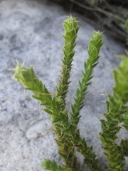 Cullumia reticulata