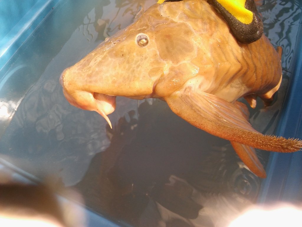 Ternetz's Pleco