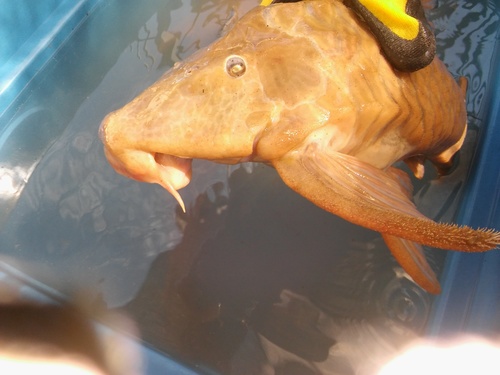 Ternetz's Pleco