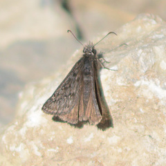 Erynnis icelus