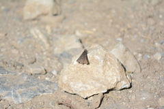 Erynnis icelus