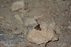 Erynnis icelus