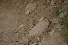 Erynnis icelus