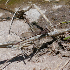 Argia pallens