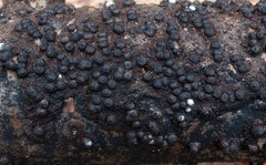 Rosellinia corticium