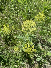 Polytaenia nuttallii