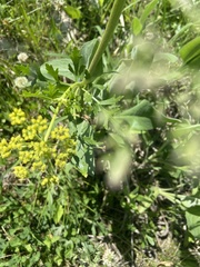 Polytaenia nuttallii