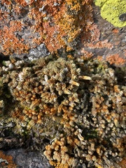 Selaginella watsonii