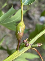 Melikaiella tumifica