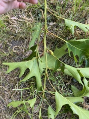 Melikaiella tumifica