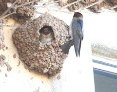 Petrochelidon pyrrhonota melanogaster