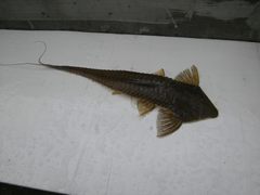 Pseudohemiodon laticeps
