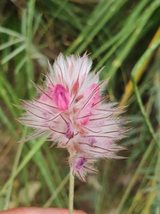 Ebenus pinnata image