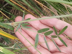 Ebenus pinnata image