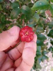 Eugenia uniflora