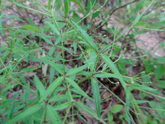 Galium arkansanum