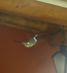 Calliphlox amethystina