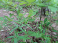 Galium arkansanum