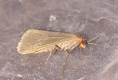 Virbia laeta
