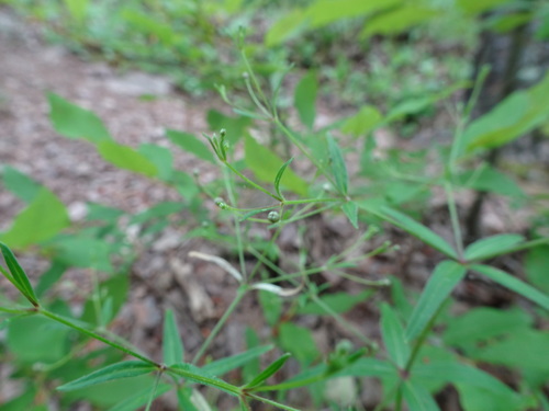 Image of Galium arkansanum by (c) Thomas Koffel, some rights reserved (CC BY)