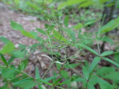 Galium arkansanum