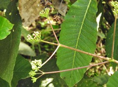 Condamineeae