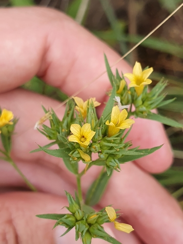 Linum strictum image