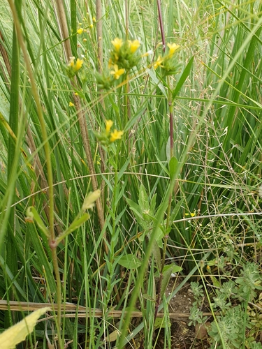 Linum strictum subsp. strictum image