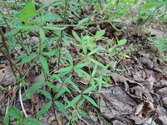 Galium arkansanum