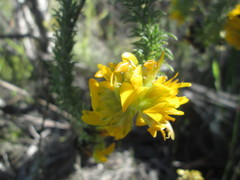 Aspalathus capitata