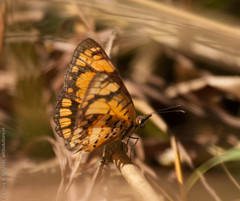 Byblia anvatara crameri