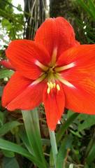 Hippeastrum