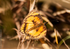 Byblia anvatara crameri