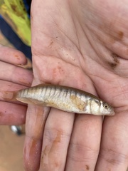 Fundulus zebrinus