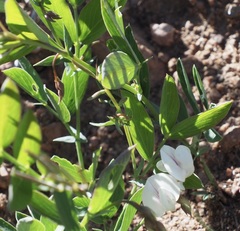 Lathyrus lanszwertii