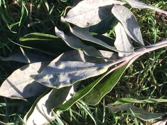 Corokia buddleioides