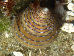 Calliostoma tricolor