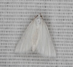 Leptosteges vestaliella