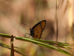 Danaus chrysippus